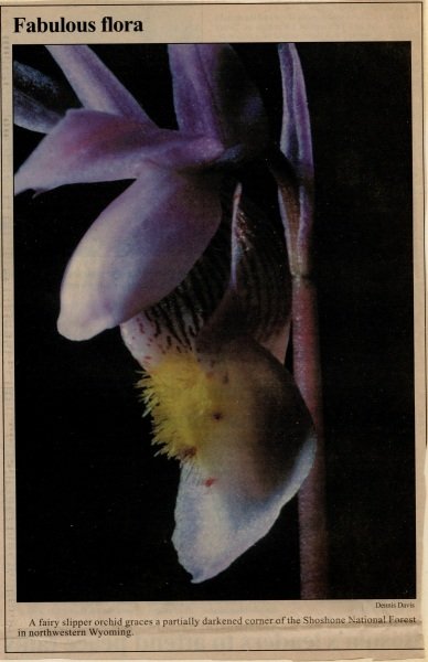 1992_07_11-Annual-Creek-Picnic-Morris-Album-026