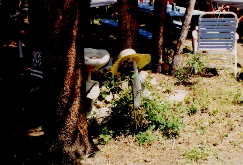 2003_07_12-Annual-Creek-Picnic-Morris-Album-047